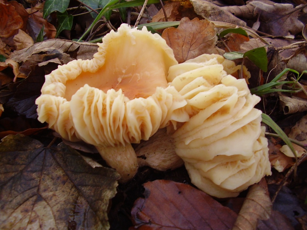 Fungi growing in the woods of Hoghton Tower, Hoghton, Lancashire. photo by Mr Fowler