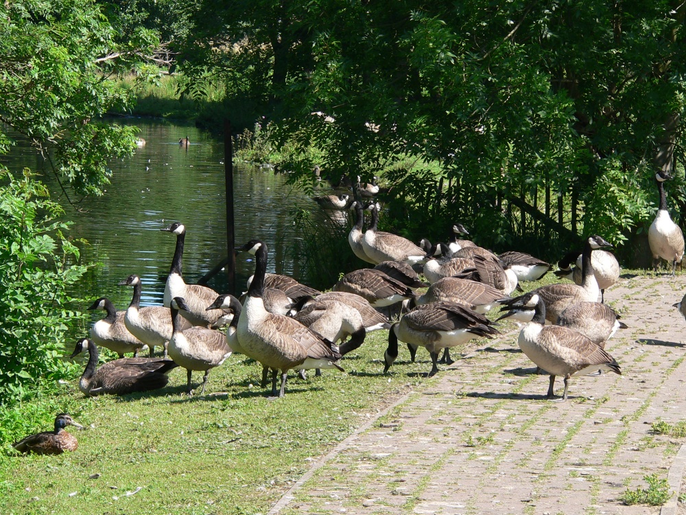 Geese on Brandon Lode in Brandon, Suffolk.