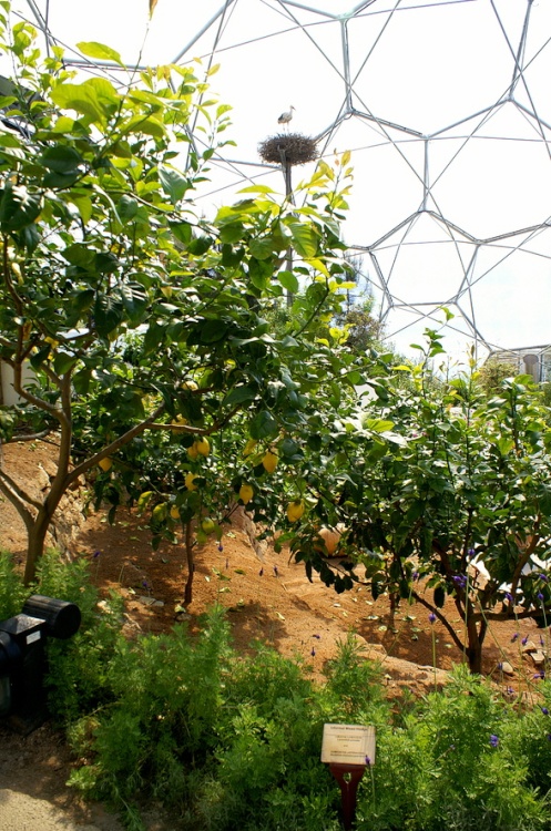 The Eden Project, Bodelva, Cornwall, September 2006.