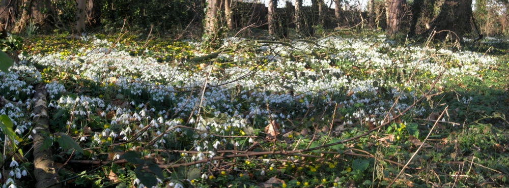 Photograph of Orton Woods, Orton Waterville, Cambridgeshire.