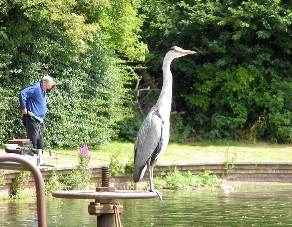 Heron and angler at Eccleston Mere, St Helens, Merseyside.