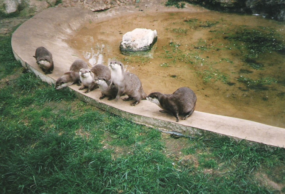 Twycross Zoo, Twycross, Leicestershire. 1996