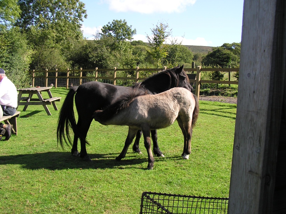 A picture of Widecombe in the Moor
