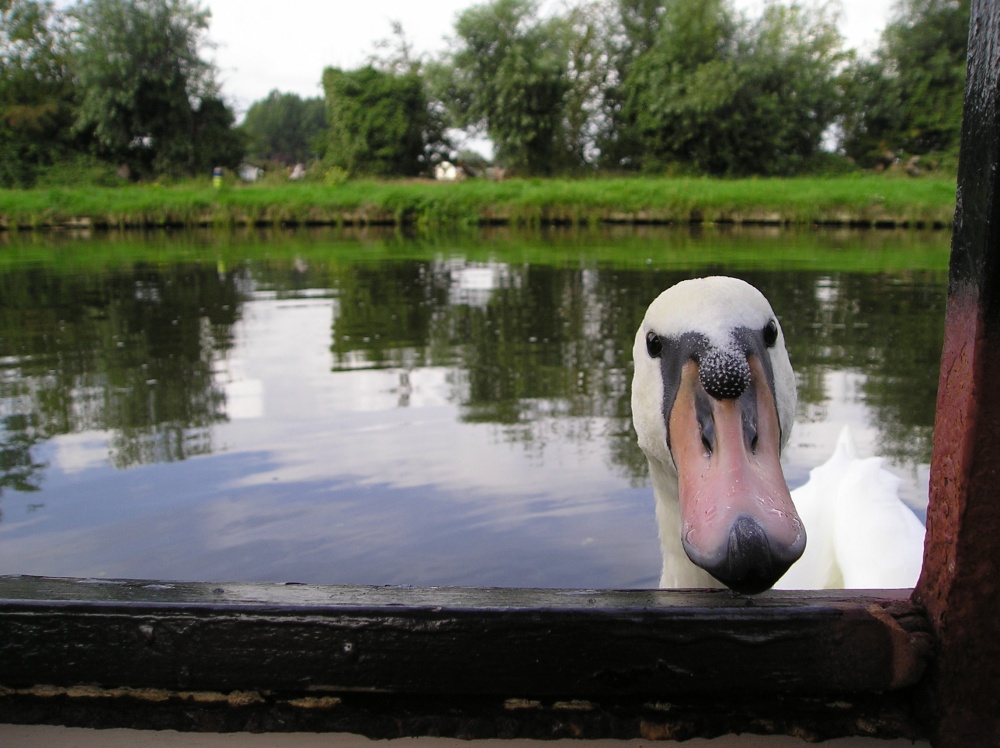 Photograph of Curious Swan - River Cam at Fen Ditton