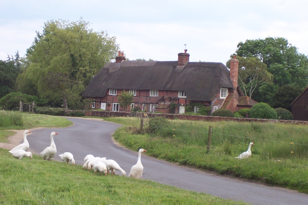 Photograph of A cottage in Breamore. Hampshire 
(Photo taken in June 2005)