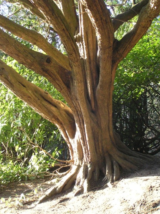 Tree trunk in Saltwell Park, Gateshead, Tyne and Wear, February 2007.