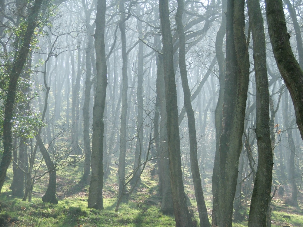 Morning mist on Exmoor