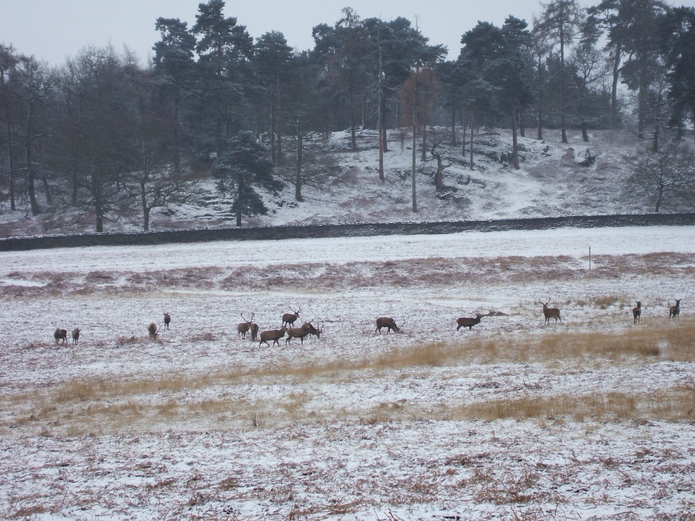 Group of stags in Bradgate Park in Leicester, Leicestershire.