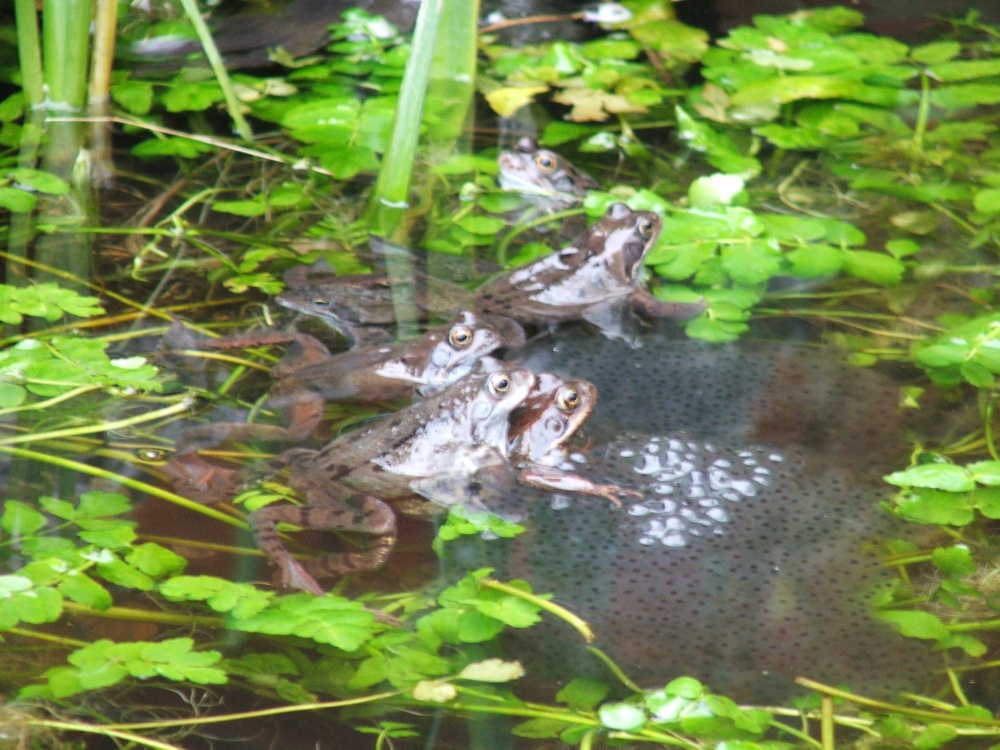 Frogs in a Pond in Maidstone, Kent.
