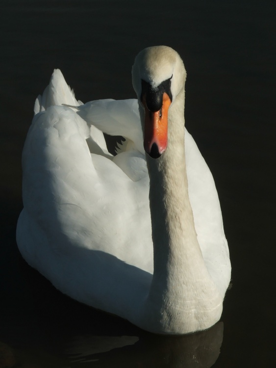 Swan at Leeds Castle, Maidstone, Kent