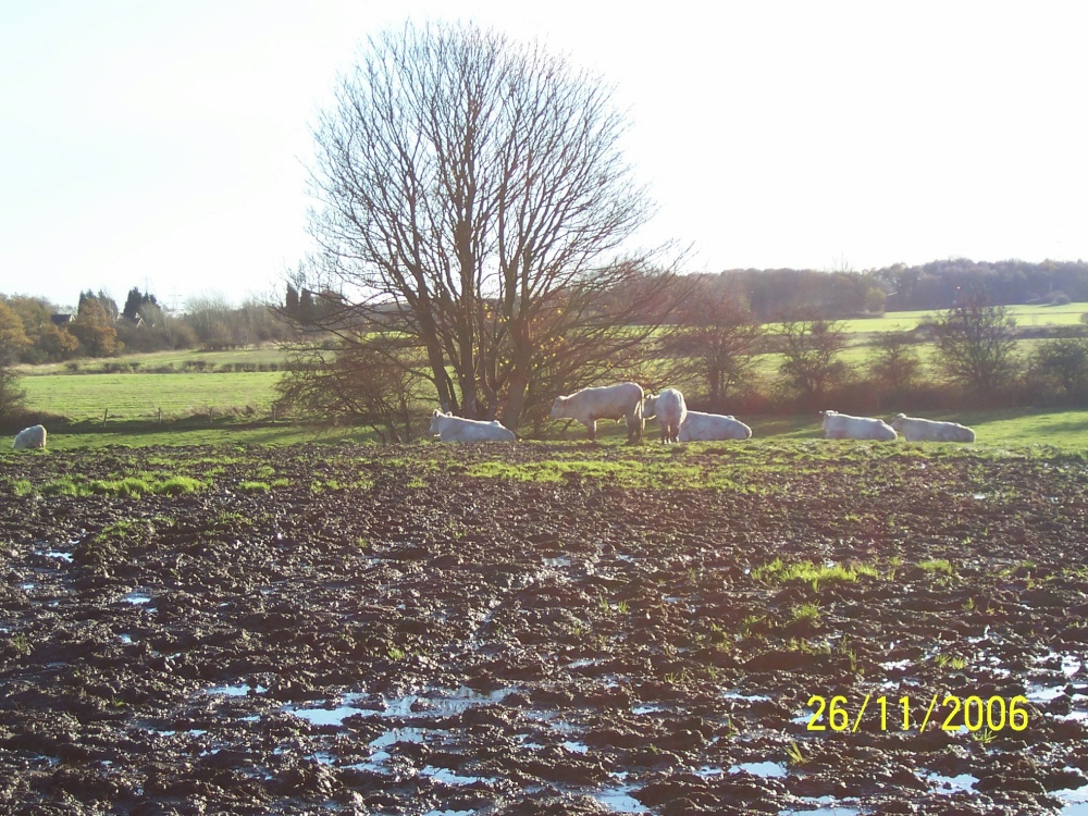 Photograph of View from Howards Lane, Eccleston, St Helens towards Christ Church.