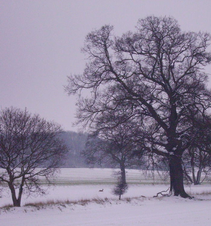 A Deer near Flitwick Wood, Flitwick, Bedfordshire. 8th Feb 2007