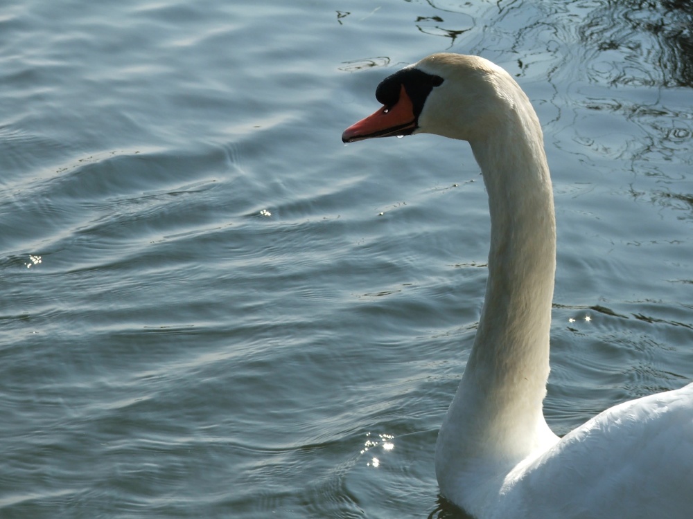 Wildlife in England - A Swan in Kent