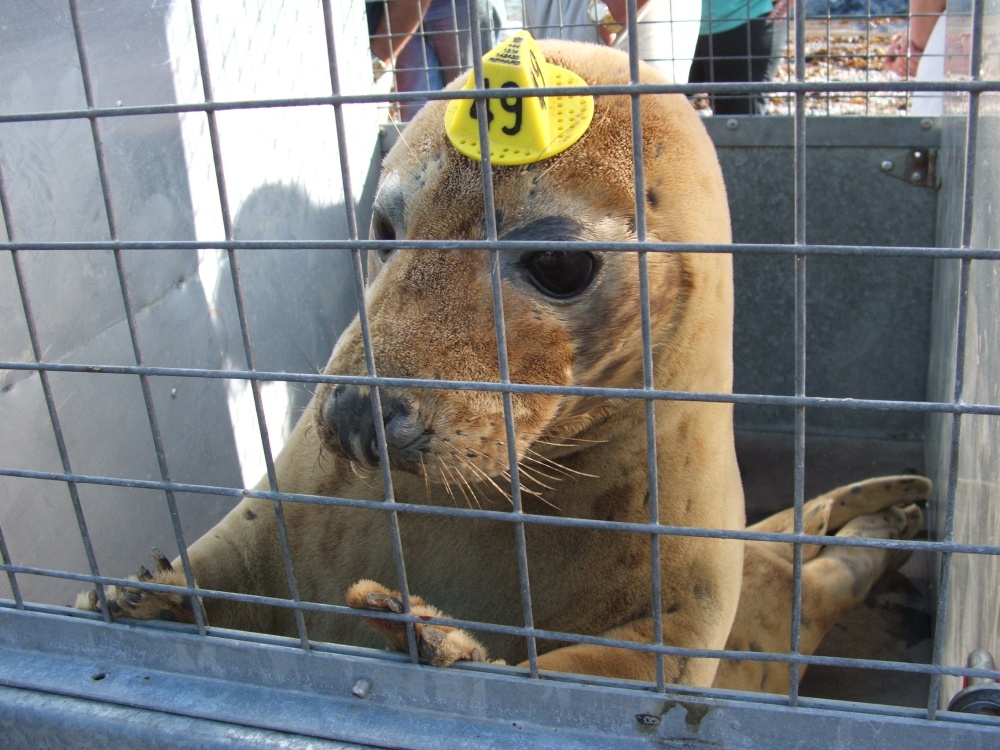 Photograph of A rescued seal being released fit and healthy at Port Gaverne, Cornwall
