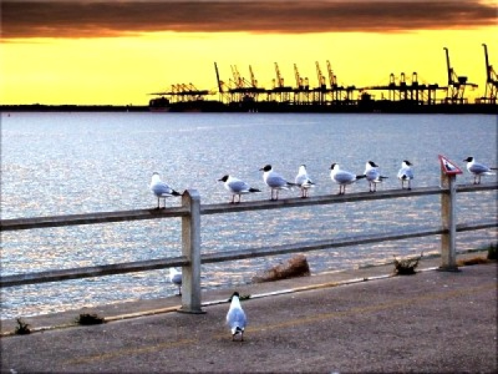 Felixstowe: Gulls preparing to roost at the harbour viewpoint.