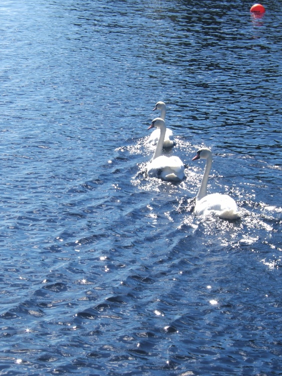 Swans on Loch Lomond, Scotland