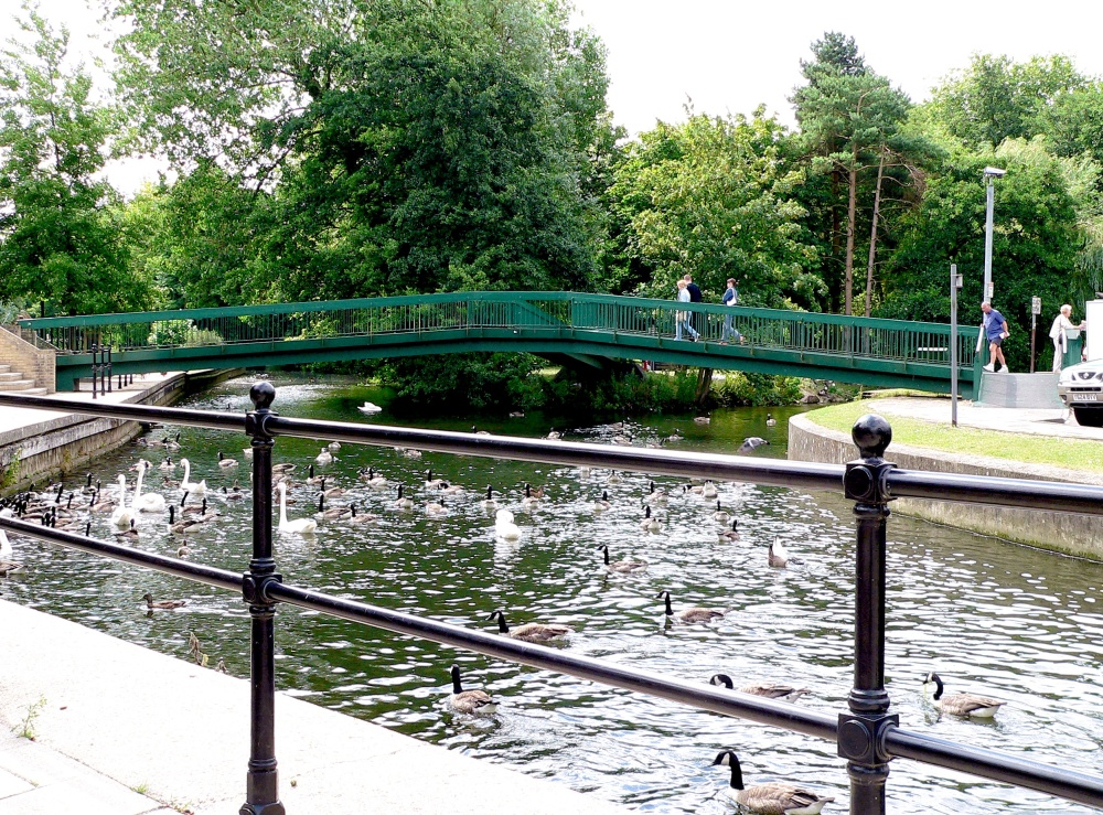 Photograph of Swans and Geese at Butten Island bridge, Thetford Town centre, Norfolk