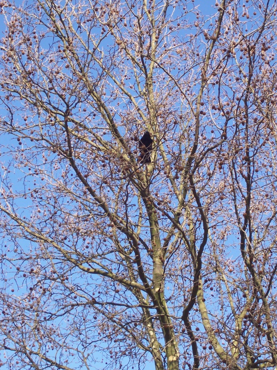 Crow In Tree, Chelsea Embankment