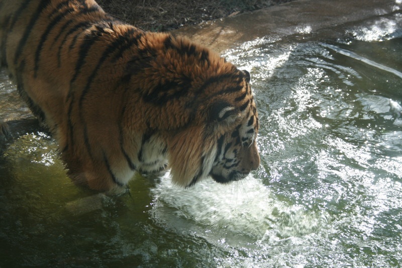 A Tiger having fun