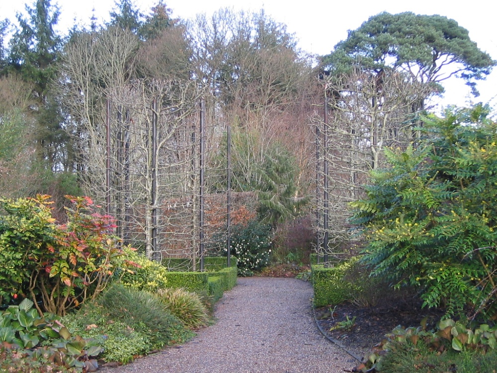 RHS Garden Rosemoor, Great Torrington, North Devon. January 2005. photo by Louise Barson
