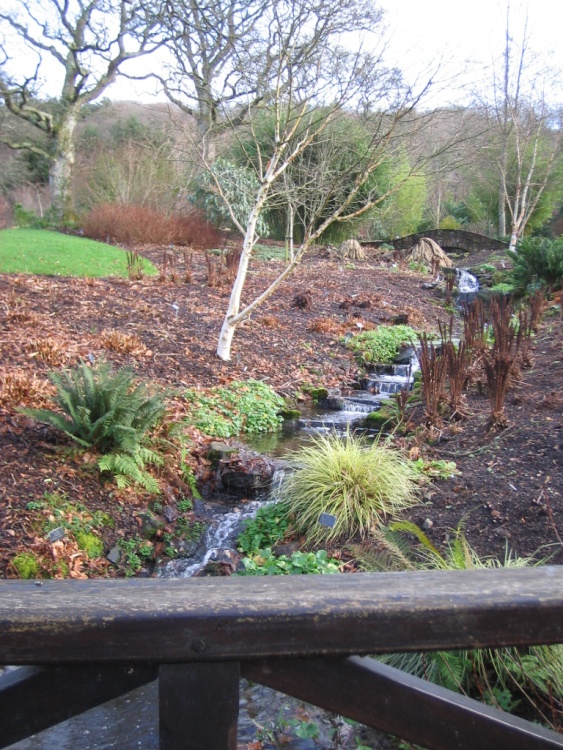 RHS Garden Rosemoor, Great Torrington, North Devon. January 2005.