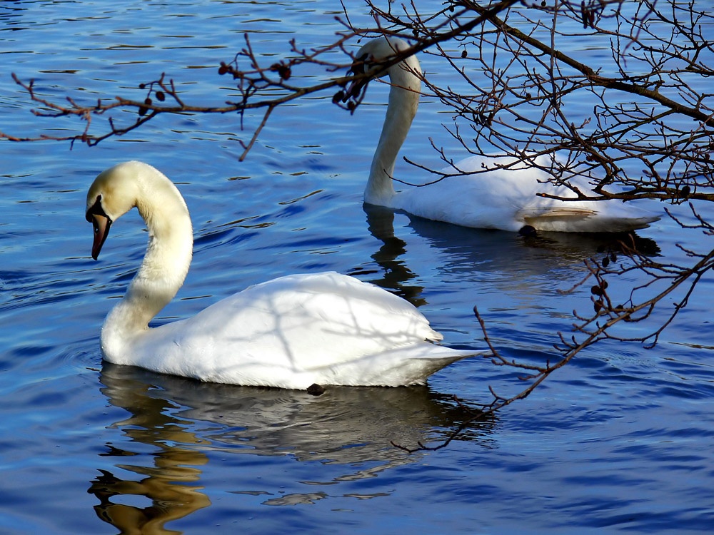 Weald Country Park, Essex photo by Filippo Prezioso