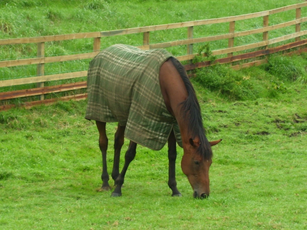 Horse at Chester's Roman Fort, Chollerford, Northumberland