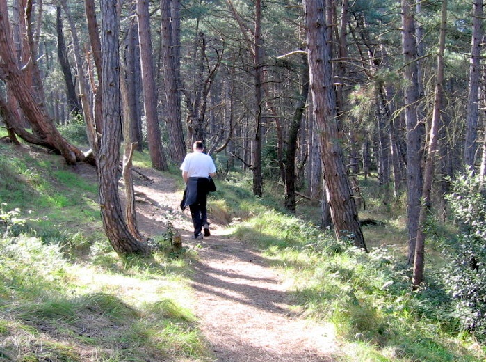 The Pine Woods at Wells next the Sea, Norfolk