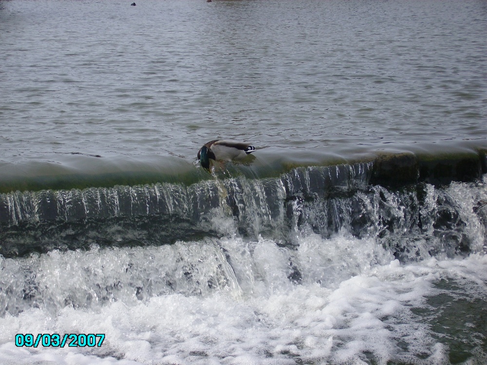 Photograph of A little duck hanging to the edge just for something to eat at Meden Mill, 
Pleasley, 
Derbyshire