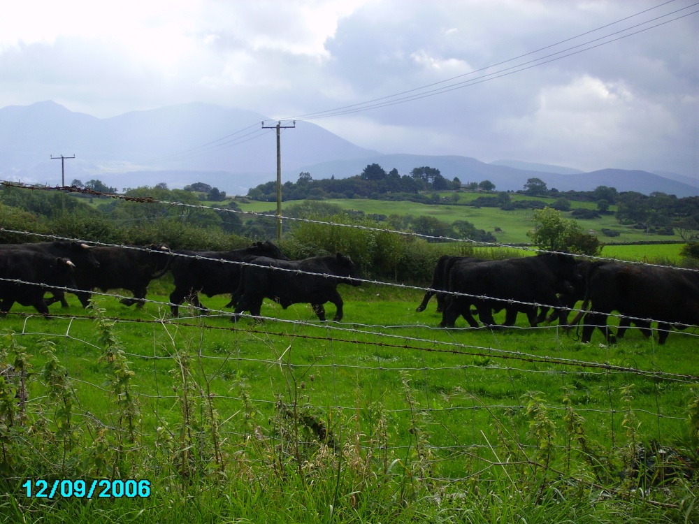 Cows on the Isle of Anglesey just after crossing the road.