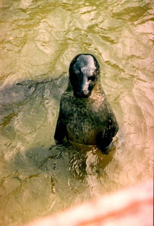 Mablethorpe Animal Gardens, Lincolnshire, 1984