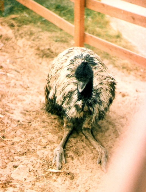 Mablethorpe Animal Gardens, Lincolnshire. 1984