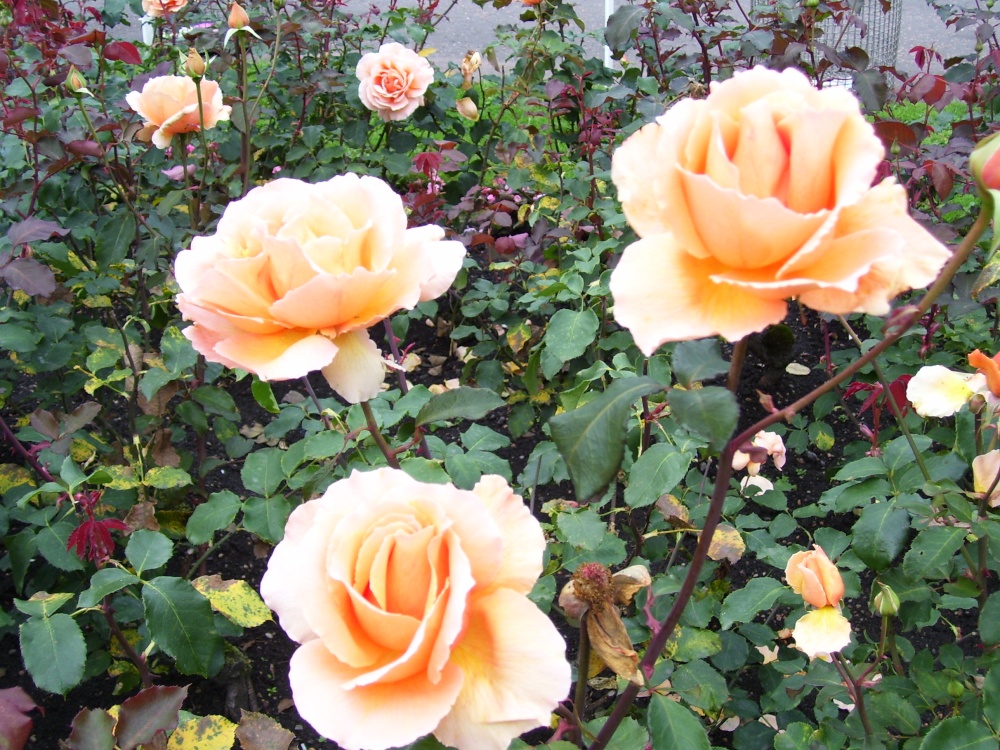 Princes Street Gardens, Edinburgh, Midlothian