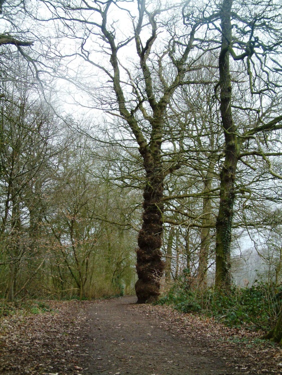 On the way back to play area and car park. Marbury Country Park