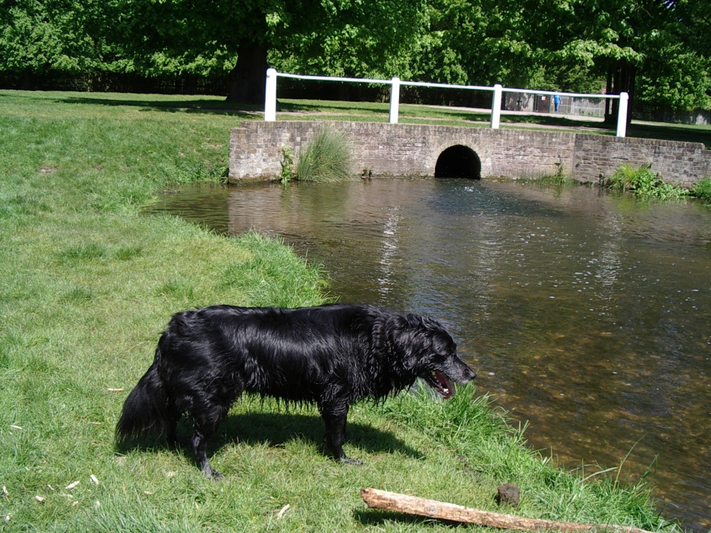 stream at bushey park