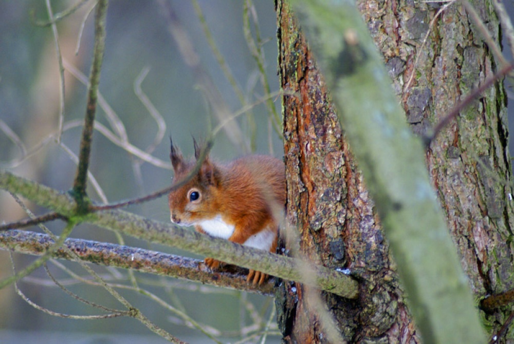Red Squirrel eating a nut...


taken at Talkin Tarn country park photo by Brian Kerr