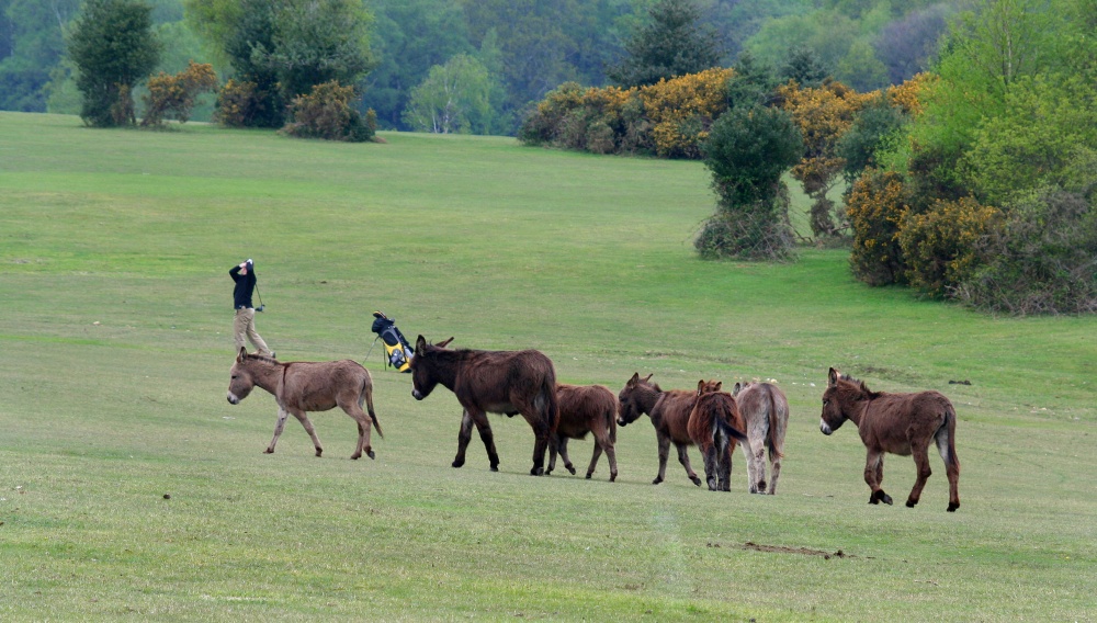 Golfer and donkeys sharing the fairway on Lyndhurst Golf Course, Lyndhurst, Hampshire