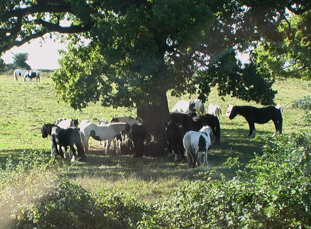 Horses in  Field - on Milton Hill, Llanwern.