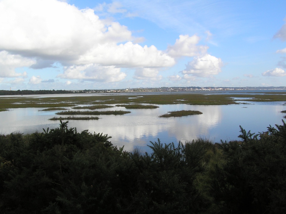 A picture of Arne RSPB Reserve