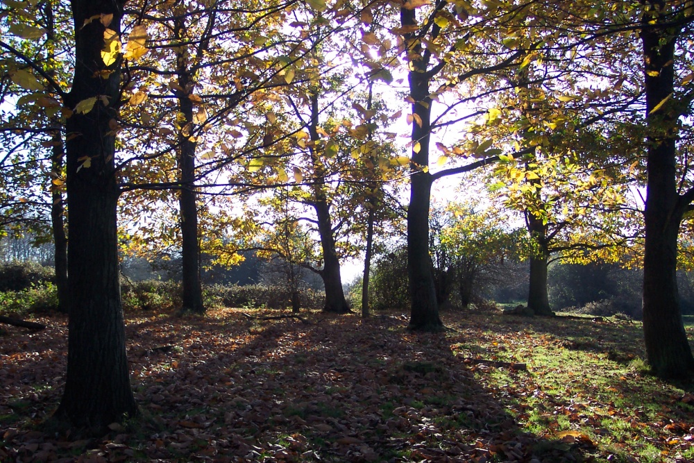 Photograph of Hatfield forest country park, near Bishops Stortford, Essex. The forest is over 1000 years old.