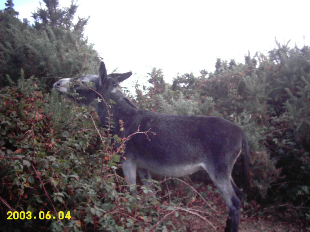 Donkey in the New Forest, Hampshire