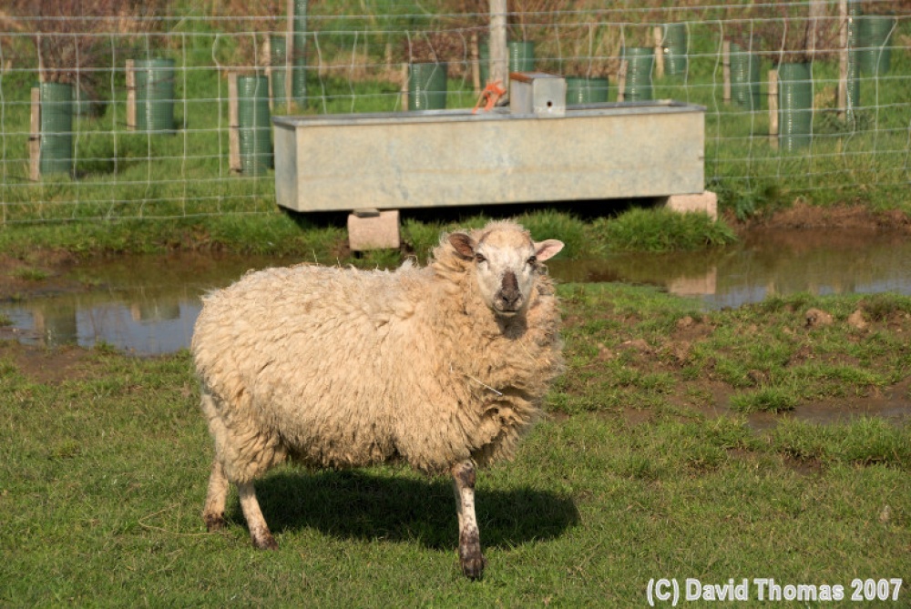 Sheep near West Wittering beach, West Sussex nr Chichester, taken March 16th 2007 with Nikon D80.