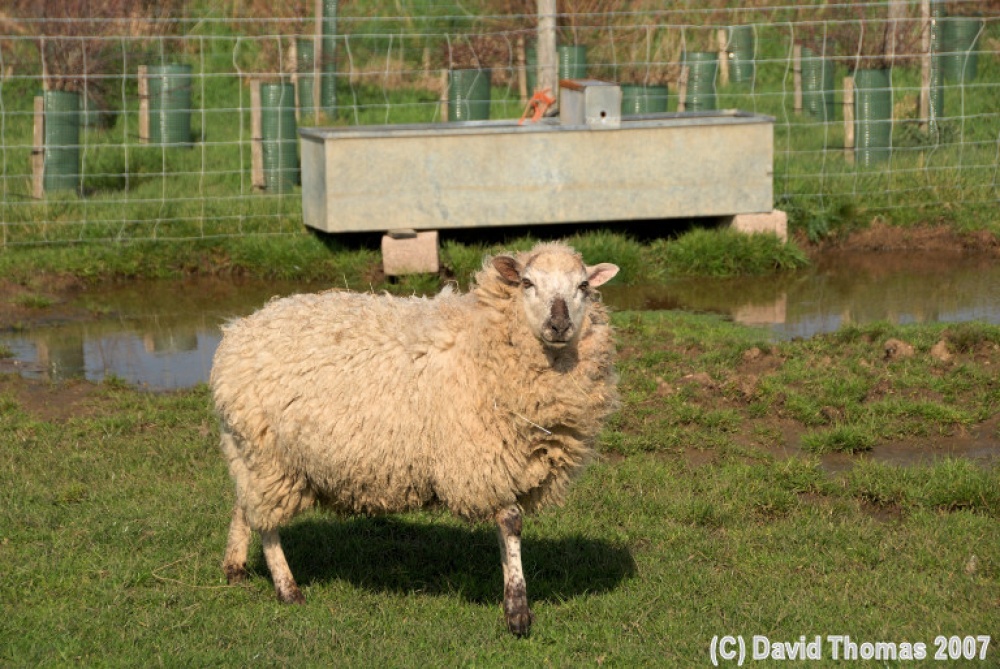 Photograph of Sheep near West Wittering beach, West Sussex nr Chichester, taken March 16th 2007 with Nikon D80.
