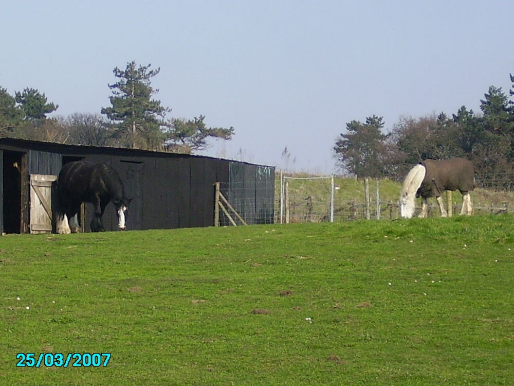 Horses at Manton at Worksop, Notts.