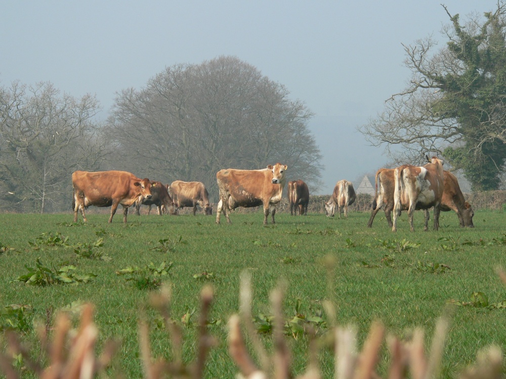 cows being nosey, on the Somerset/Devon border
