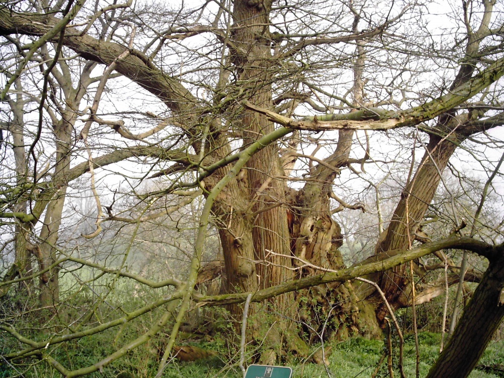 A picture of Tortworth