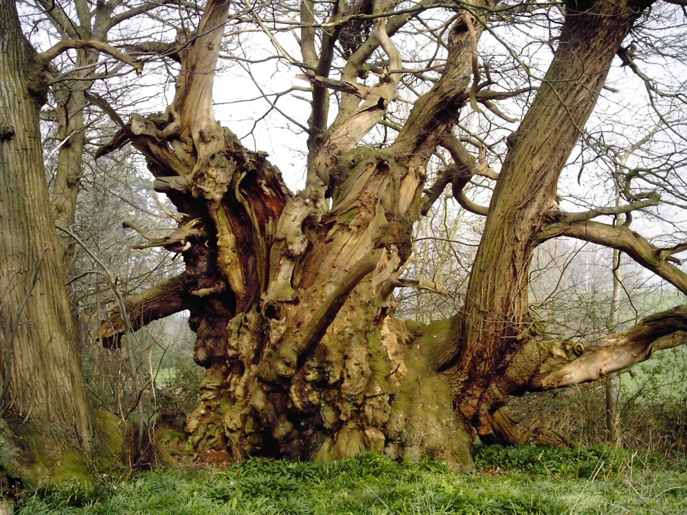 A picture of Tortworth