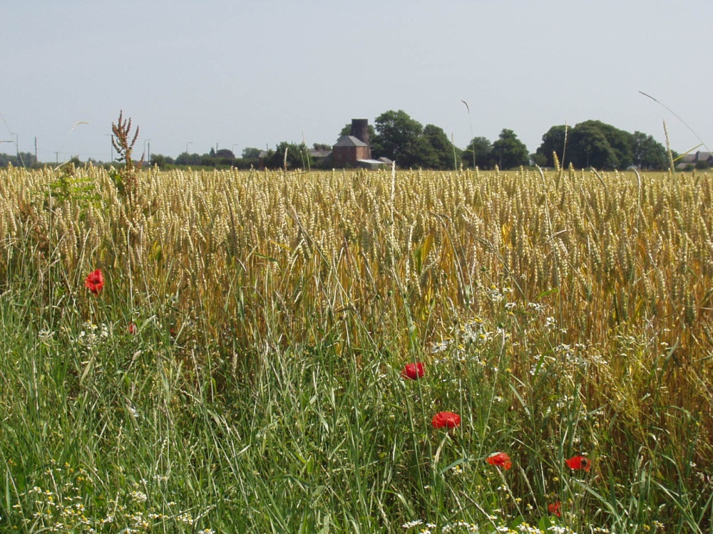 Photograph of Cackle Hill Lane, Holbeach