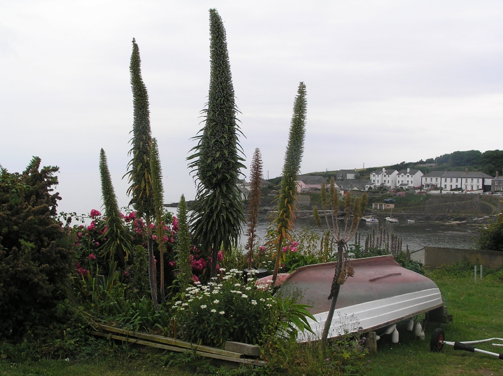 The distinctive spires of echium, a common plant in Cornwall, seen here near Portscatho