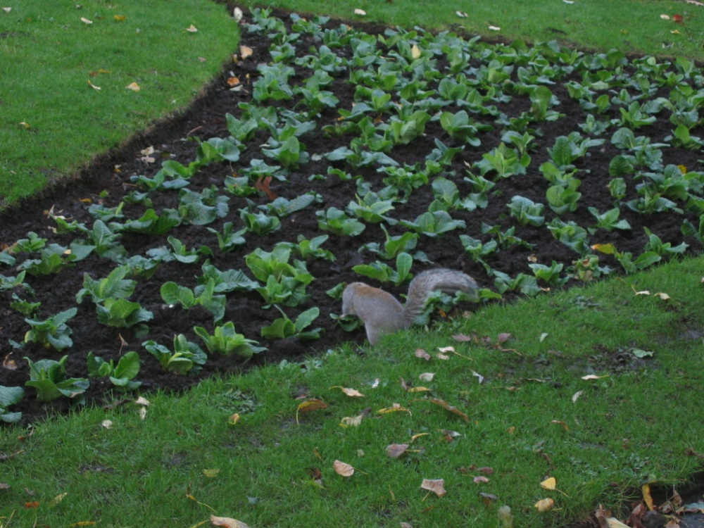 Grey Squirrel - Nottingham Arboretum